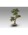CHOKKAN - BONSAI 83CM